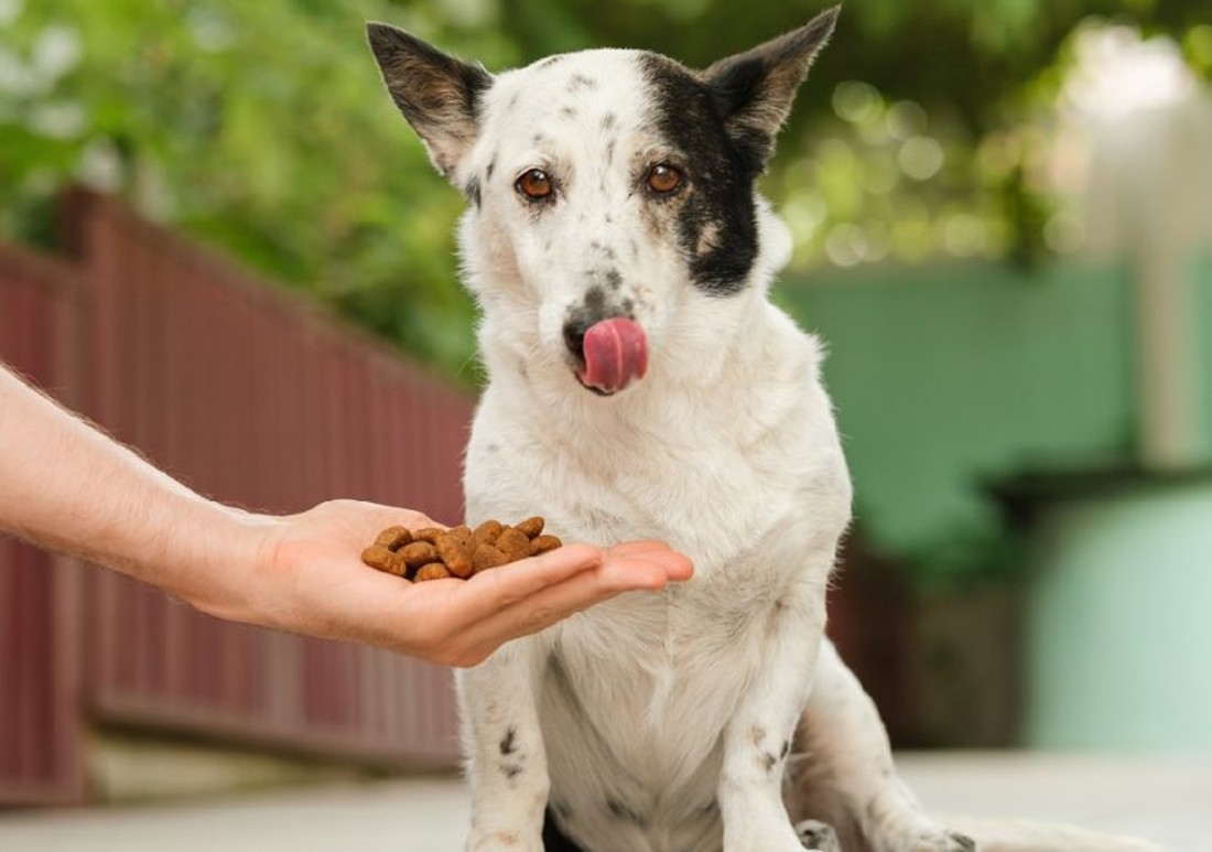 healthiest dog treats