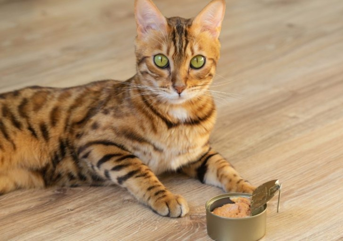 how much wet food to feed a cat