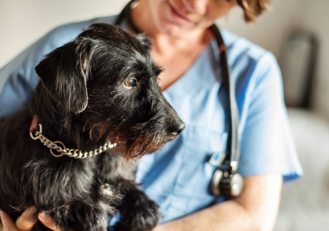 how to comfort a dog with pancreatitis