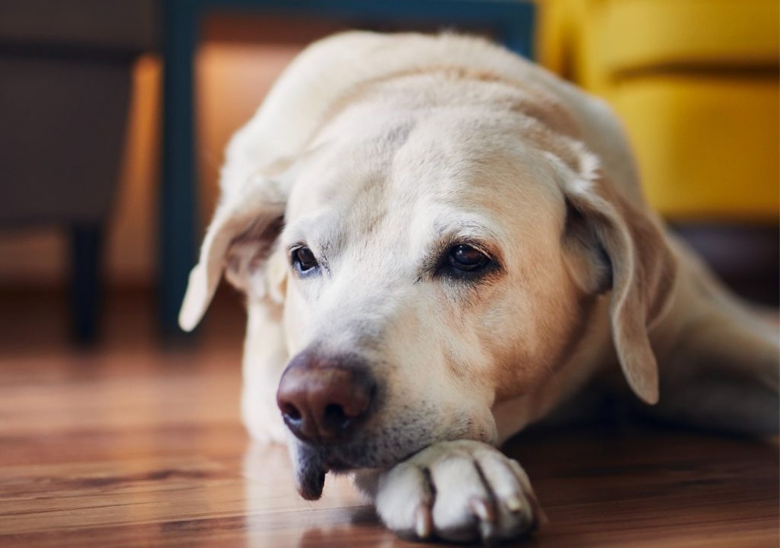 my senior dog is pacing and won't lie down