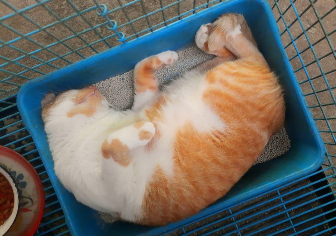 why is my cat laying in the litter box