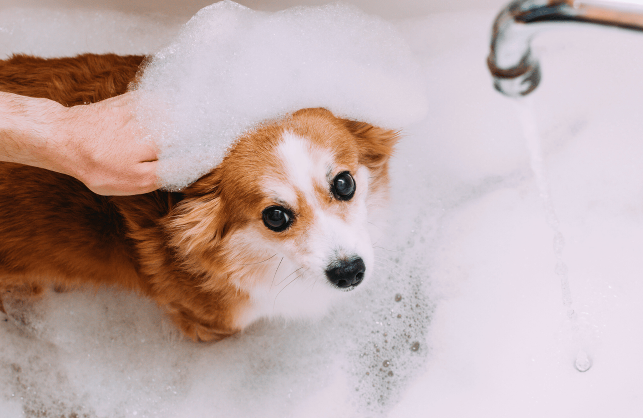 can you use baby shampoo on dogs