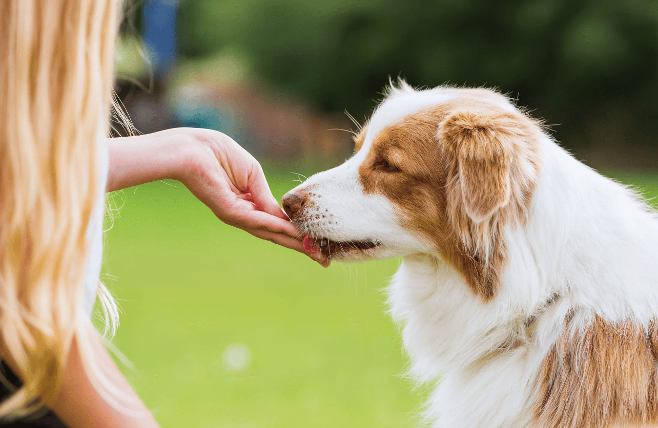 homemade dog treats