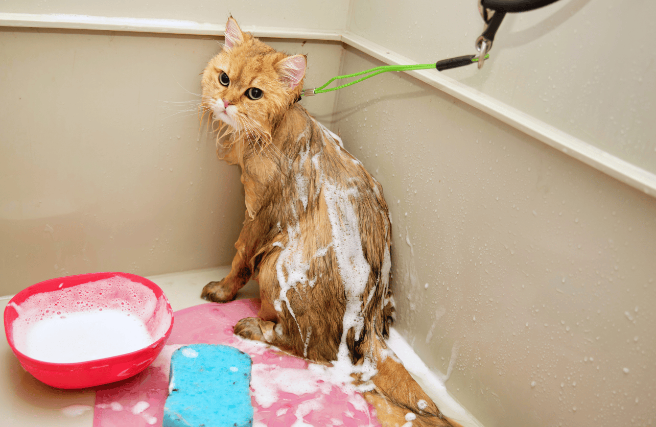 tearless baby shampoo safe for cats