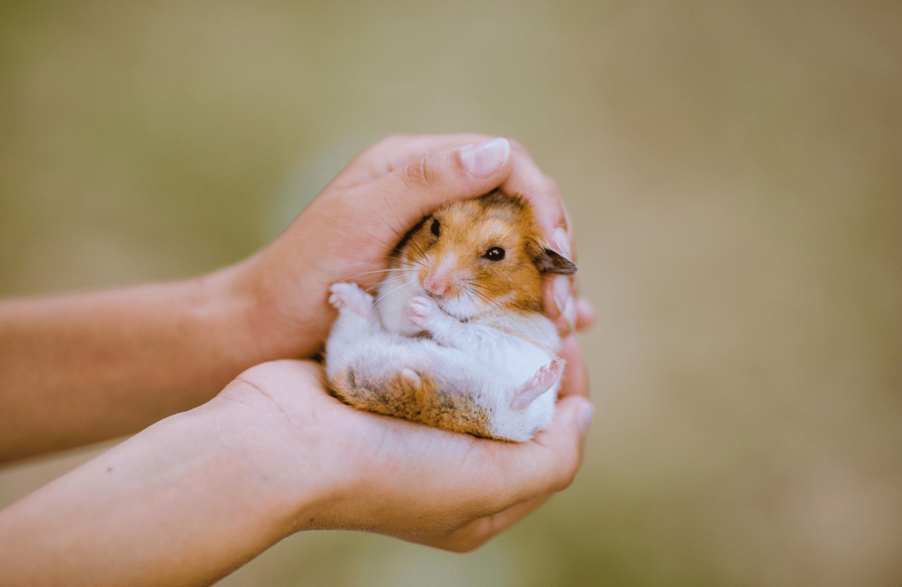 hamster petting