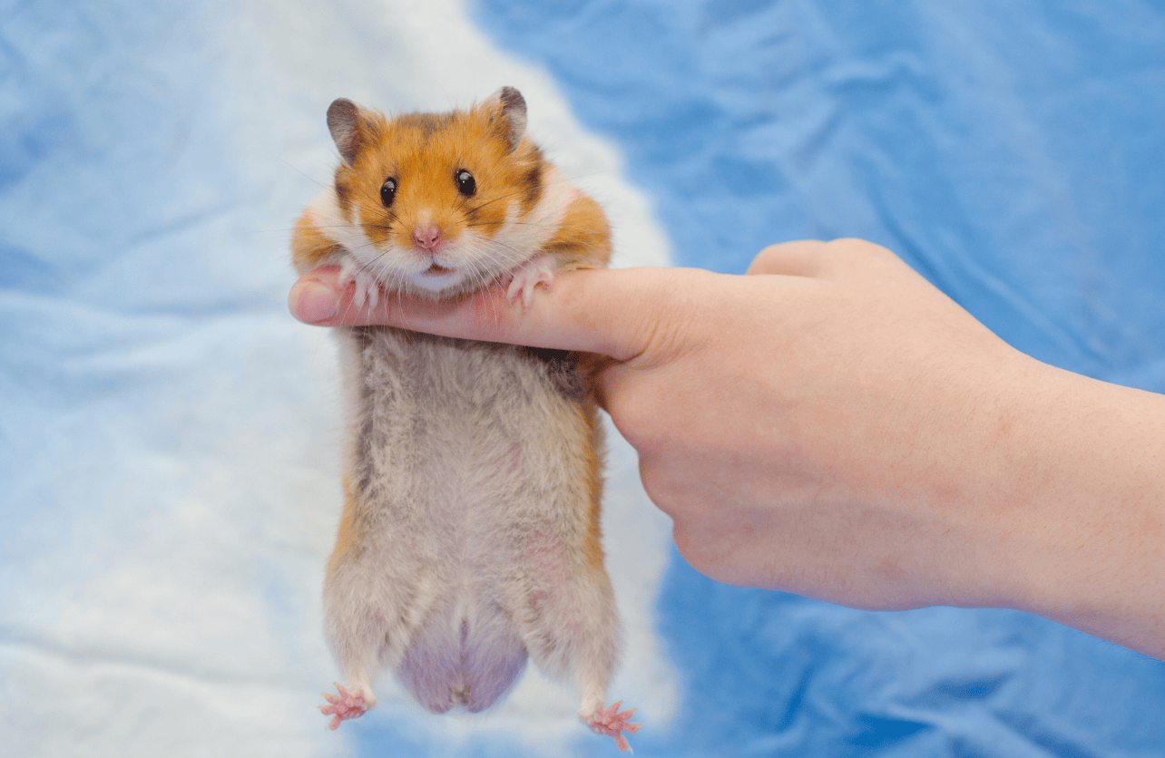 hamster petting