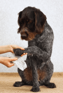 Can You Use Baby Wipes on Dogs? | The Pet Institute