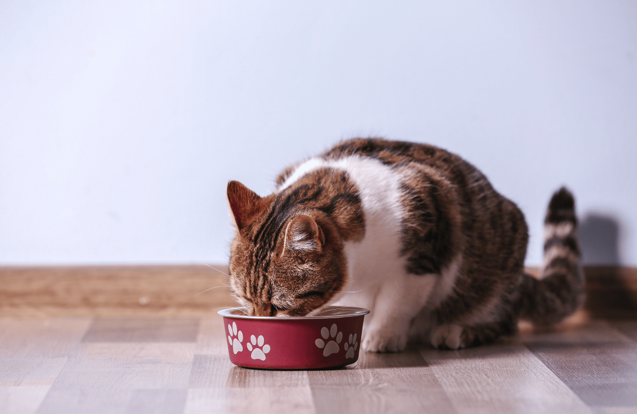 appetite stimulant for cats