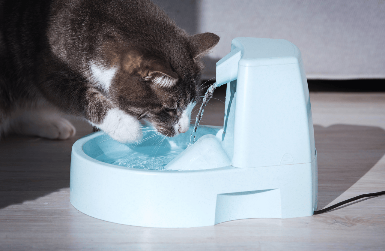 cat hydration and appetite