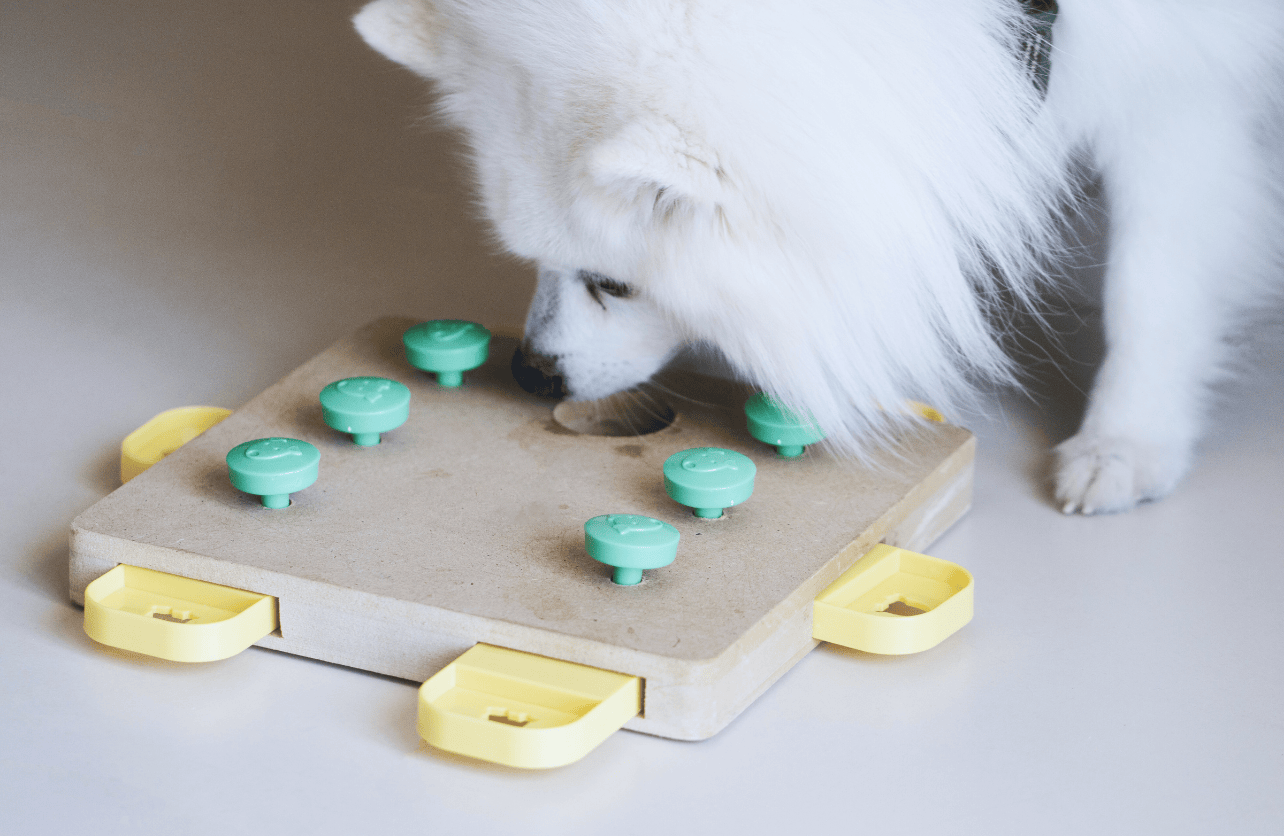 dog puzzle toy