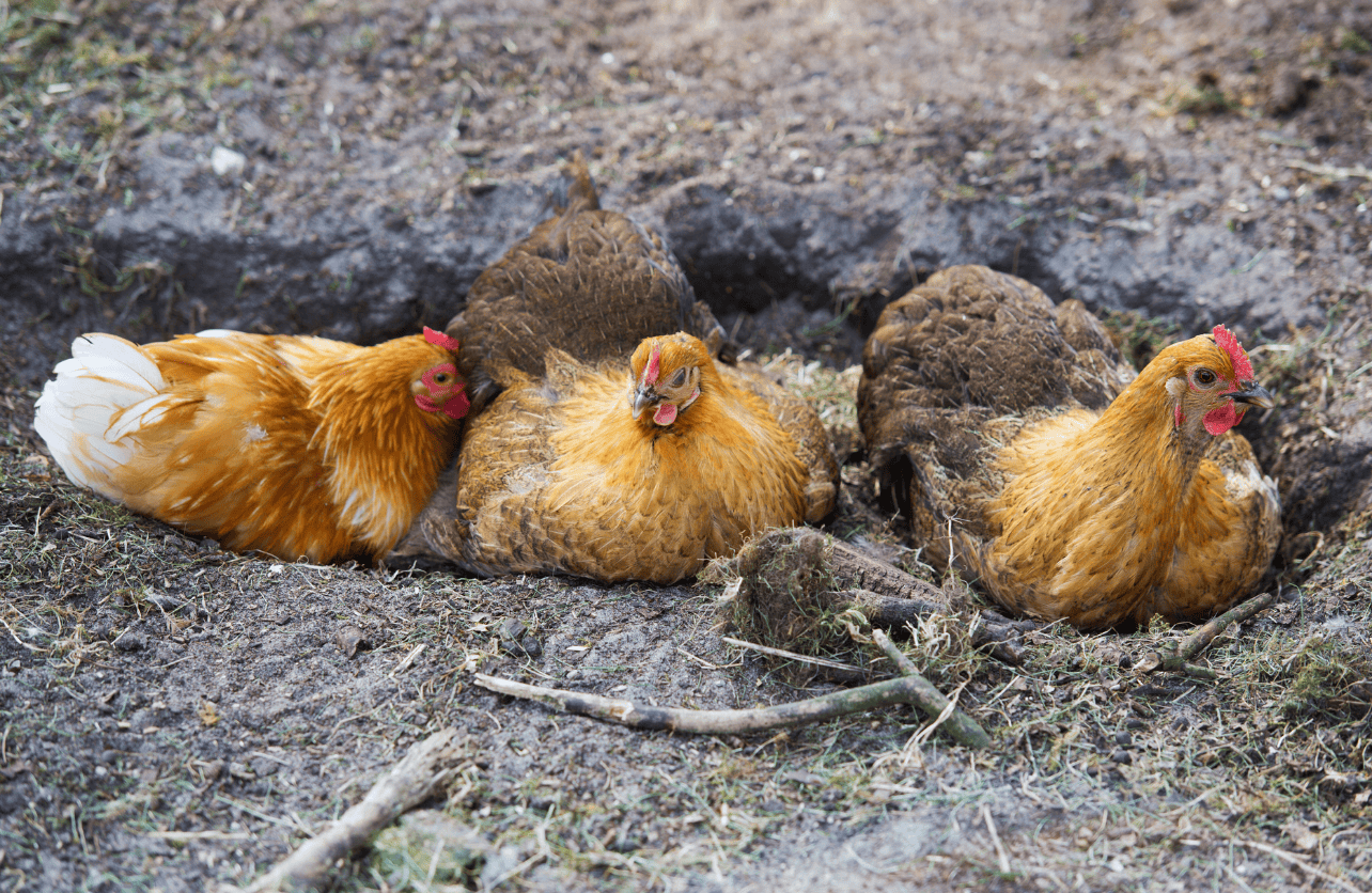 dust bath