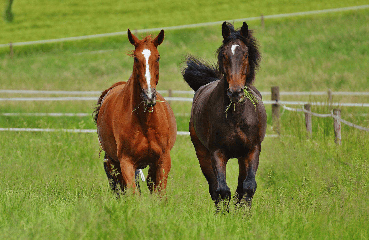 how much does a horse cost