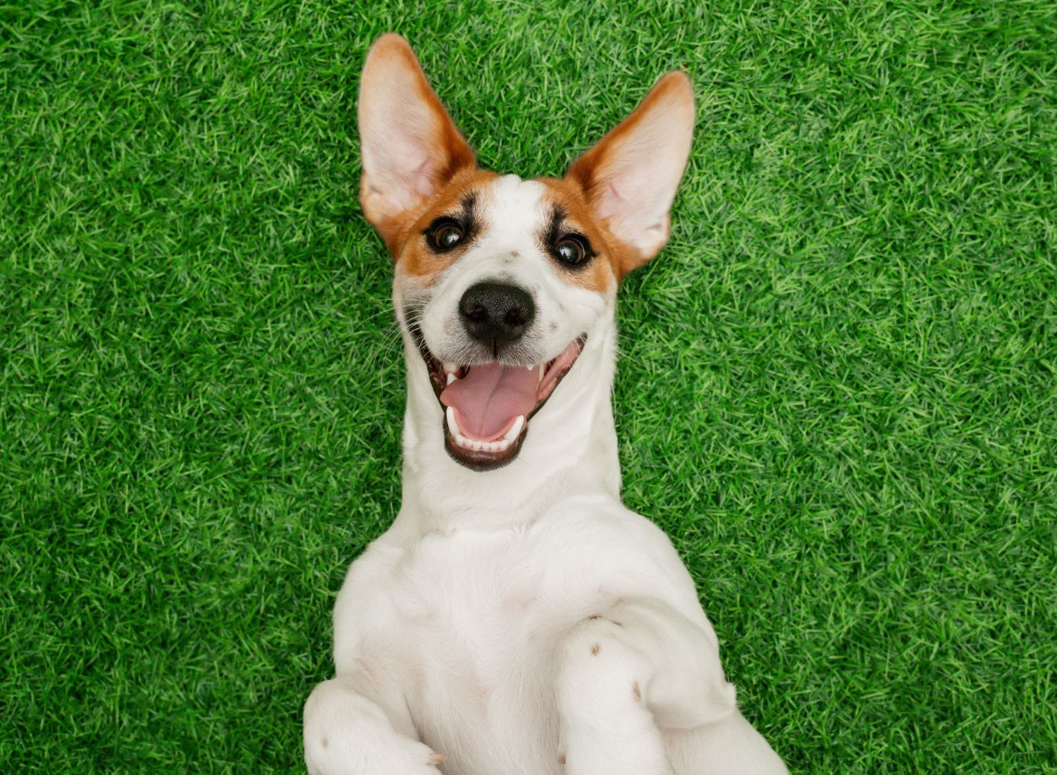 The Best Dental Powder For Dogs Of 2025 The Pet Institute The Best Dental Powder For Dogs Of 2025 The Pet Institute