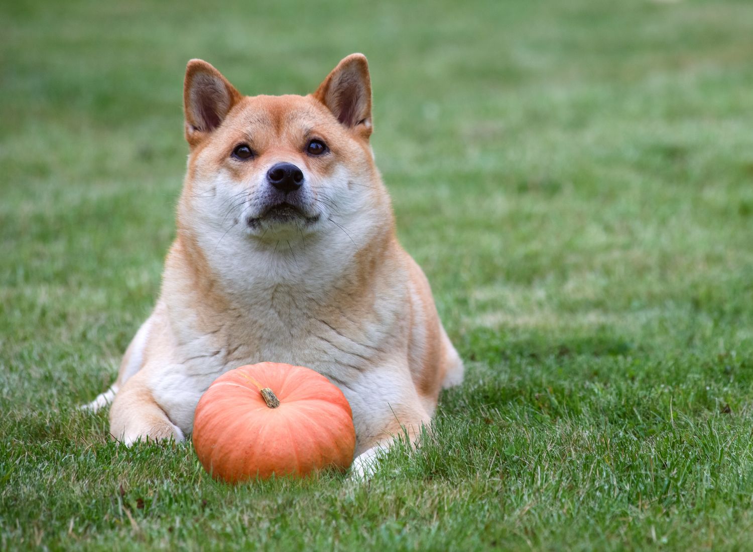 The Best Pumpkin Powders for Dogs