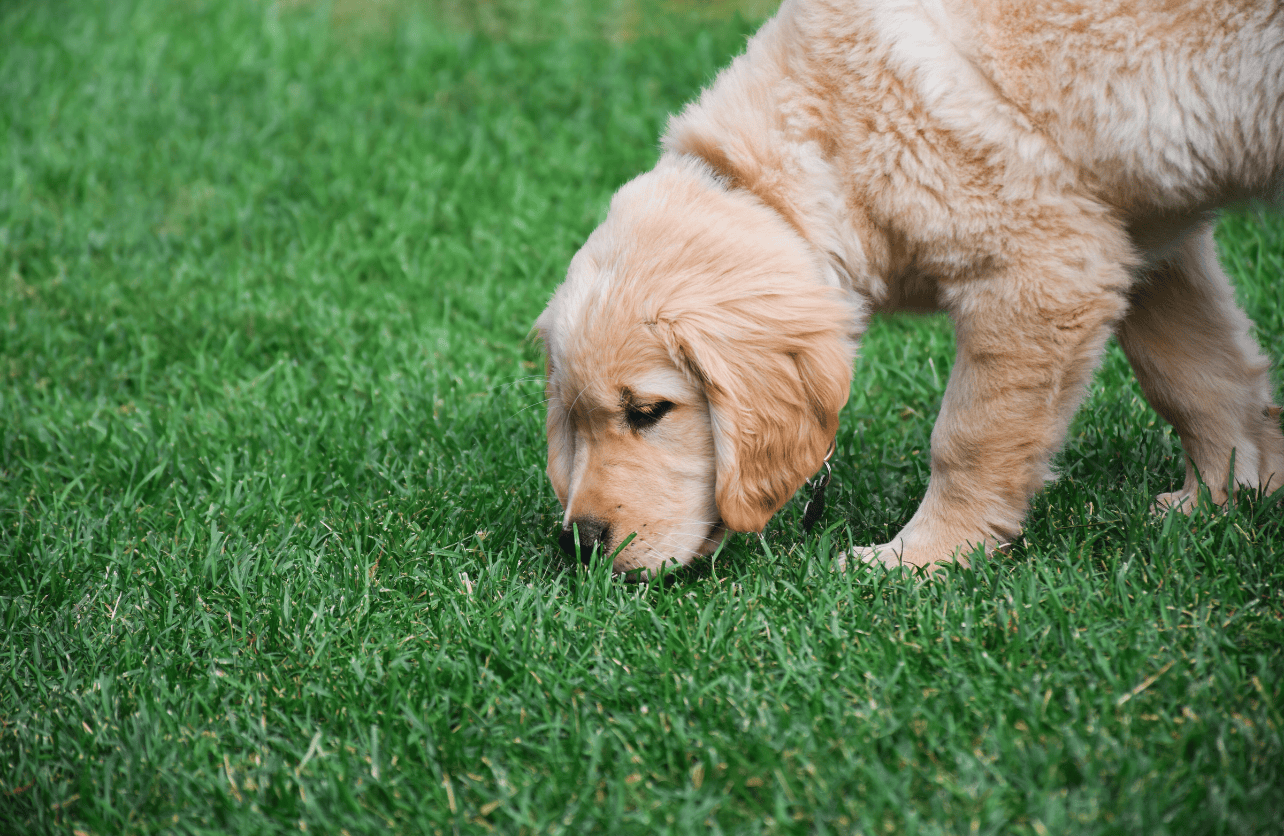 mental stimulation for dogs